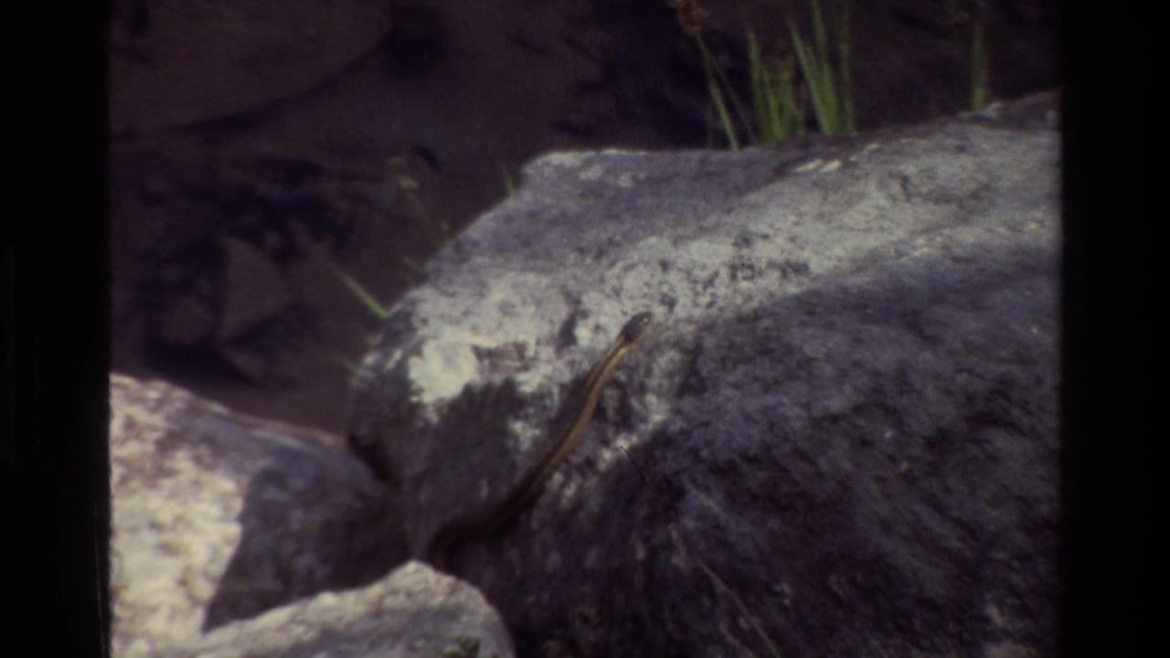 Close 1980 Grand Teton 8mm view of a slender striped snake on sunlit gray rock near sparse grass.