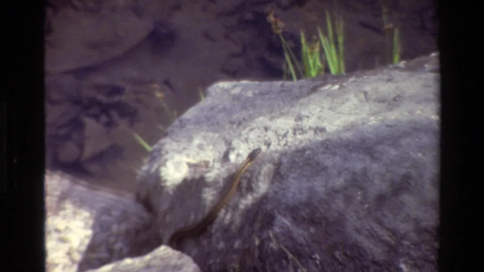 1980 Grand Teton 8mm close-up with a striped snake crossing gray rocks beside small green plants.