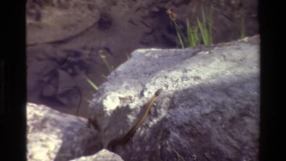 Final 1980 Grand Teton 8mm frame showing a striped snake on a gray rock, with grass and dark earth in the background.