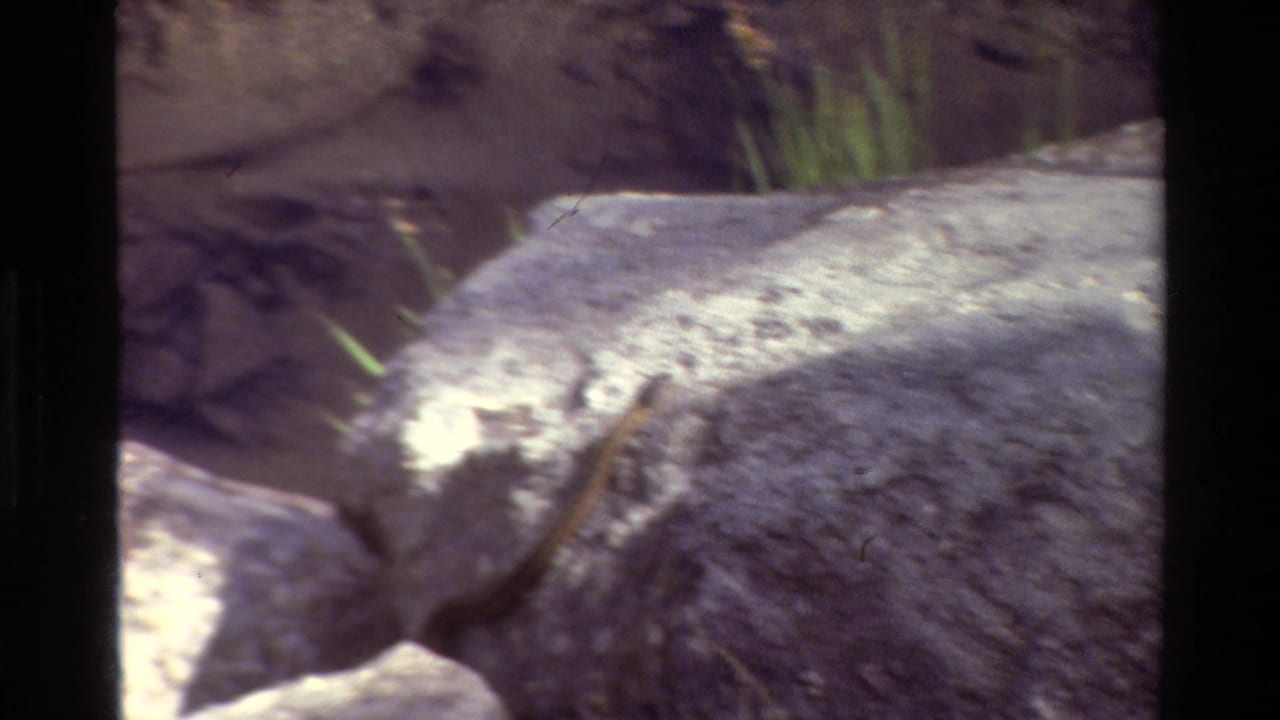 1980 Grand Teton 8mm frame with a small animal partly seen among pale riverbank rocks and soft grass in the background.