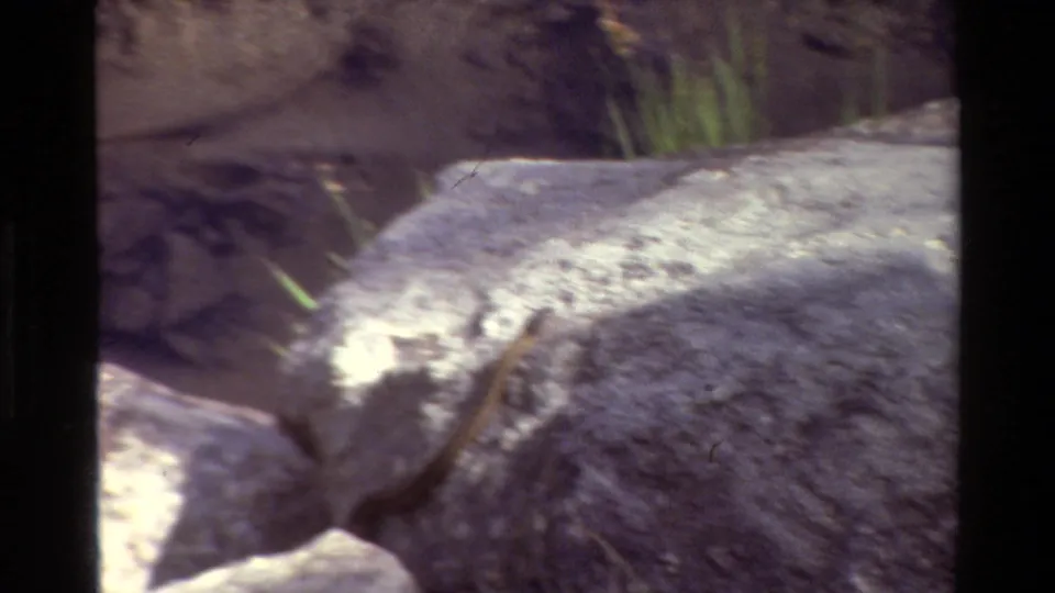 1980 Grand Teton 8mm frame with a small animal partly seen among pale riverbank rocks and soft grass in the background.