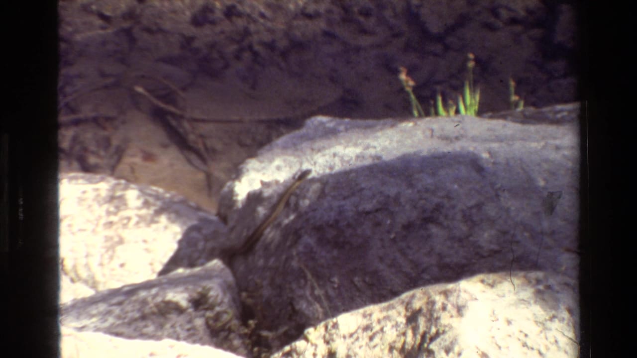 Small rodent-like animal crouched on pale rocks beside sparse grass.