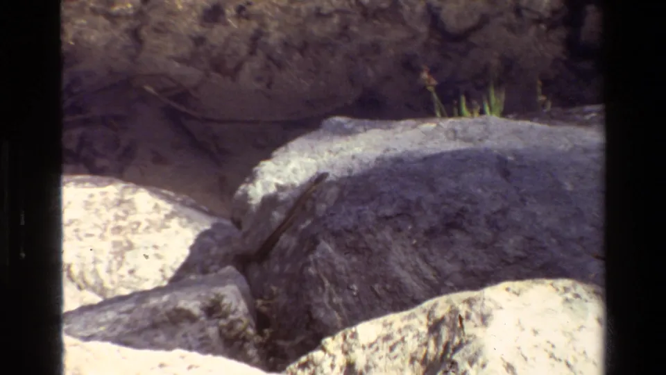 1980 Grand Teton 8mm frame with a small animal low against pale river stones and a dark earthen bank behind it.