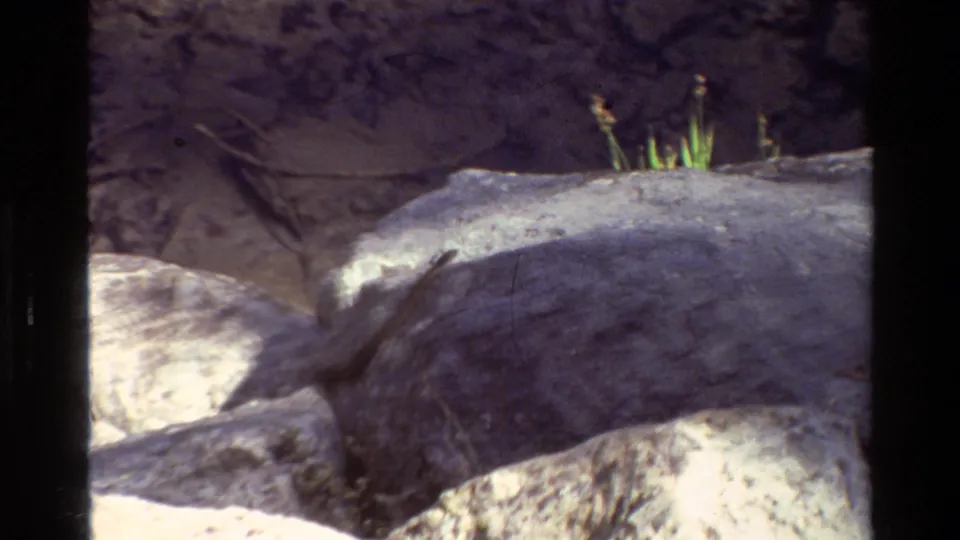 1980 Grand Teton home-movie frame showing a small animal partly obscured by rocks, with tufts of grass and dark bank material behind it.