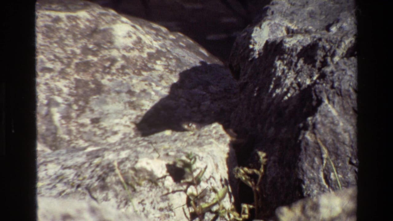 Rock surfaces with a dark vertical edge, shadow, and low plants near the bottom.