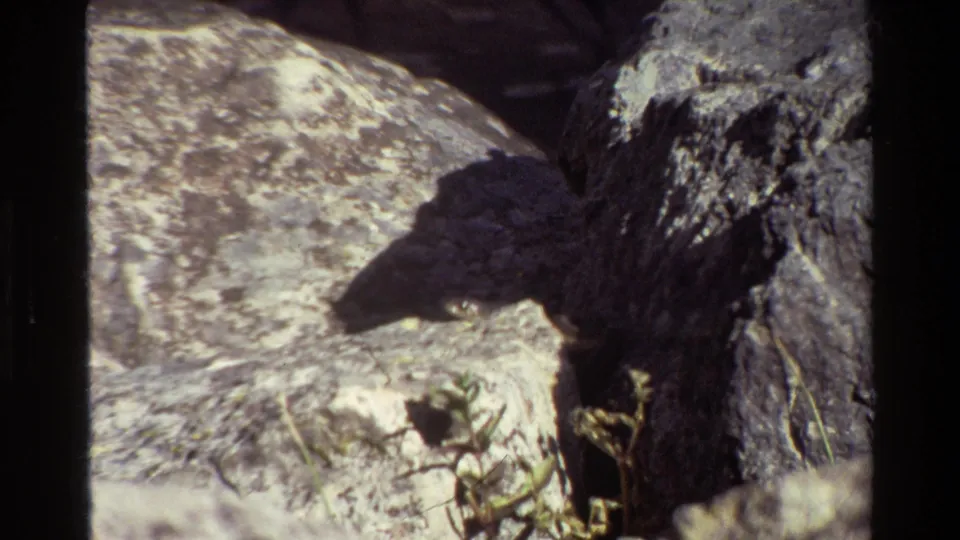Grand Teton 1980 home-movie frame with textured grey rocks, a dark crevice, and small plants.