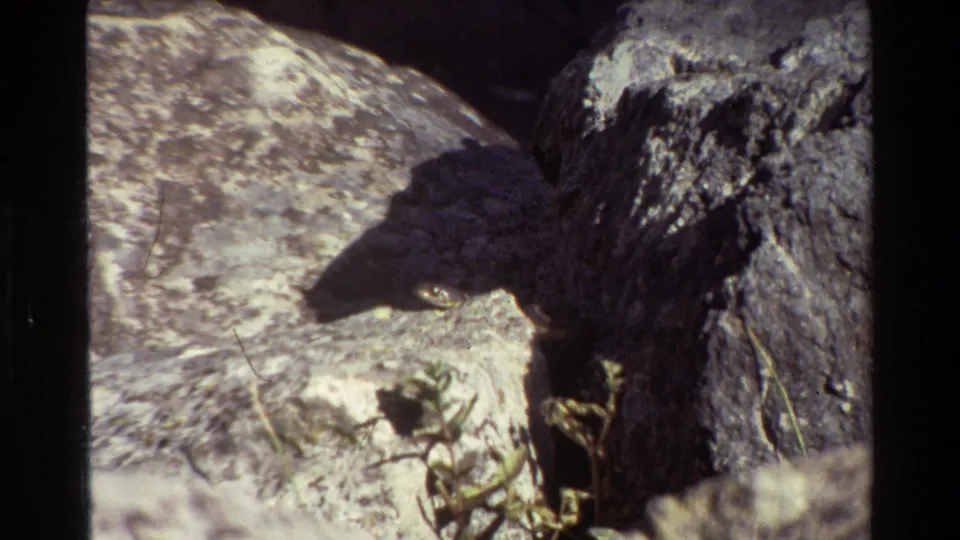 1980 8mm Grand Teton close-up of pale stone, a dark shadow line, and plants rooted near rock crevices.