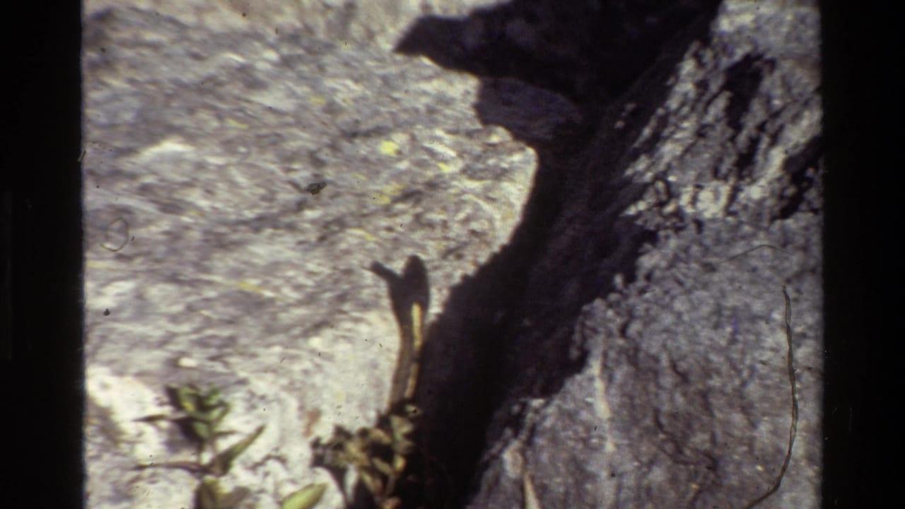 1980 Grand Teton 8mm frame showing a slender snake near a dark rock crevice on sunlit stone, with small plants at the lower edge.