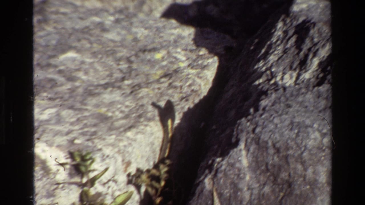 1980 Grand Teton 8mm frame with a slender snake extending across rough gray rock near a deep shadowed crevice.