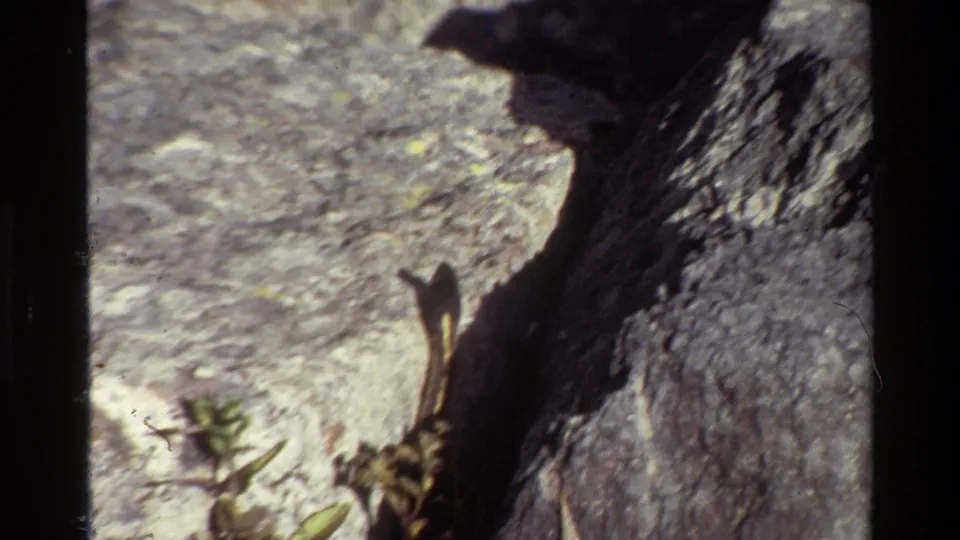 1980 Grand Teton 8mm frame with a slender snake extending across rough gray rock near a deep shadowed crevice.
