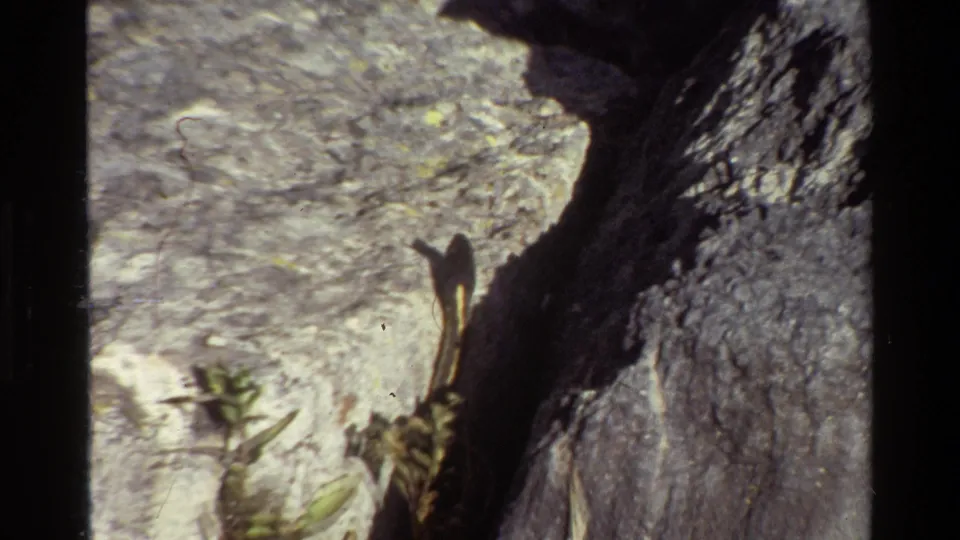 1980 Grand Teton 8mm frame showing the snake low on the rock face, with small vegetation and a broad shadow cutting across the scene.