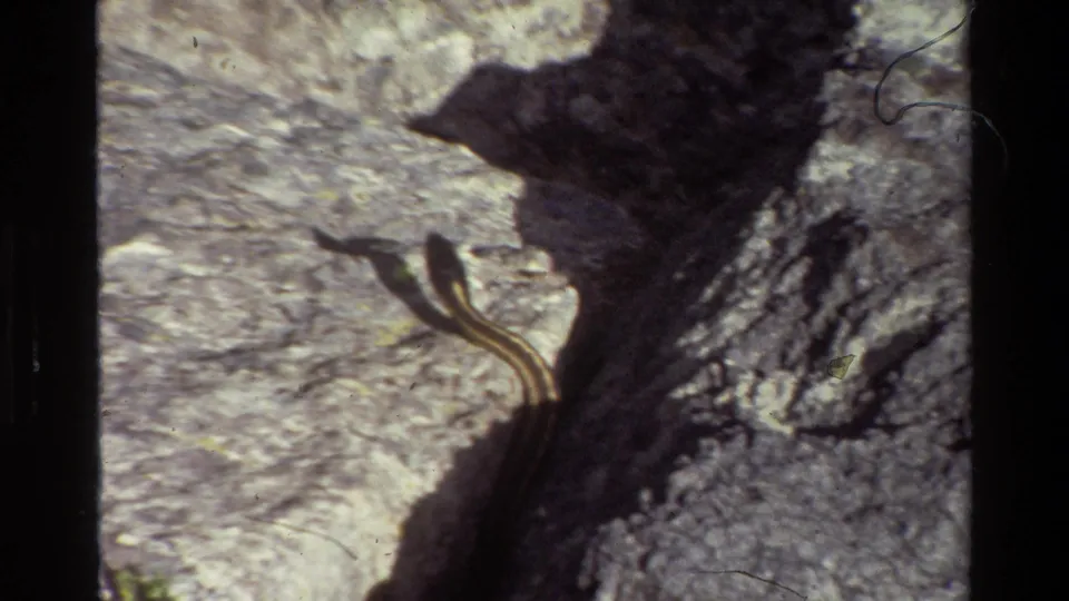 1980 Grand Teton 8mm frame showing the snake curved on sunlit rock beside a shaded crevice, with heavy grain and visible film wear.