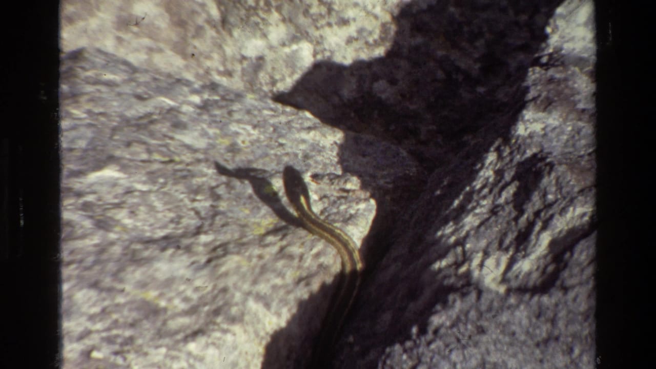 Striped snake crossing sunlit rocks beside a dark shadow.