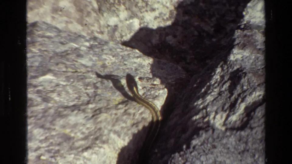 A slender striped snake moves across pale rocks in 1980 Grand Teton home-movie footage.