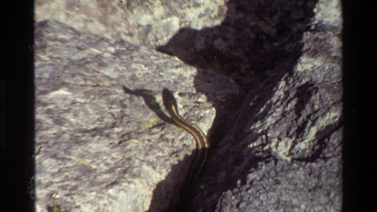 The snake remains close to the shadow line on textured rocks in Grand Teton, Wyoming footage from 1980.