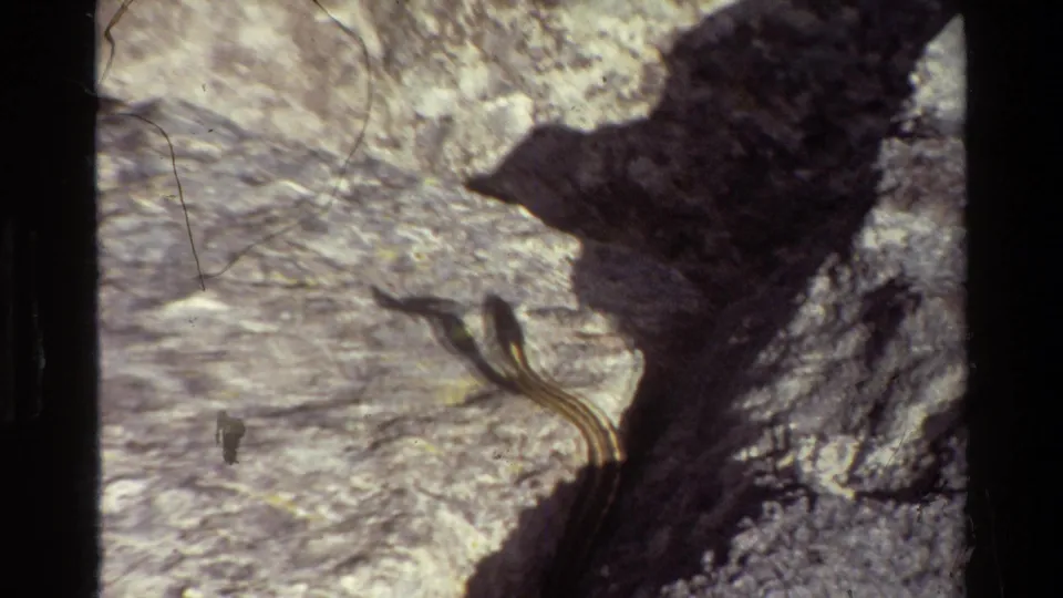 A close 8mm view shows the striped snake on pale rock, with dust and gate edges visible in the scan.