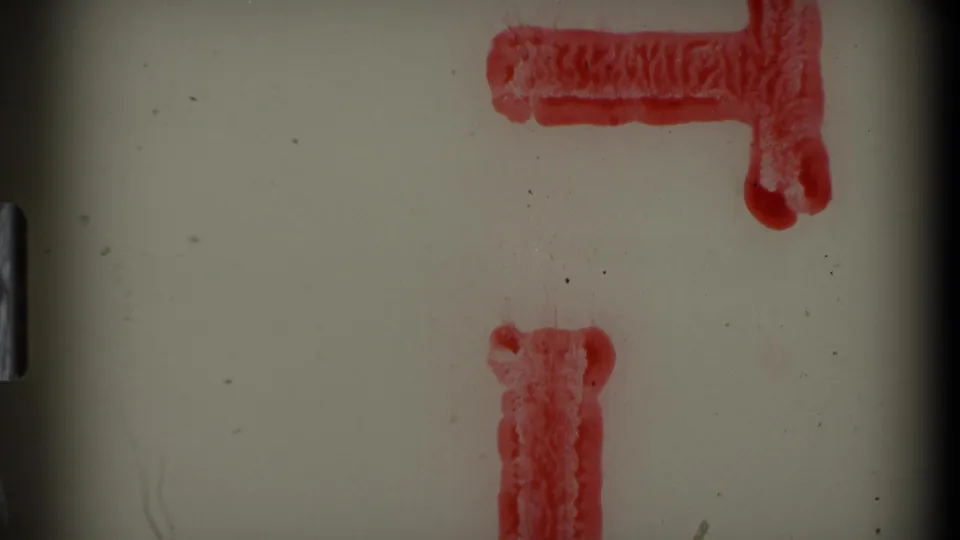 The final frame shows a pale film area with red edge markings rather than the snake scene.
