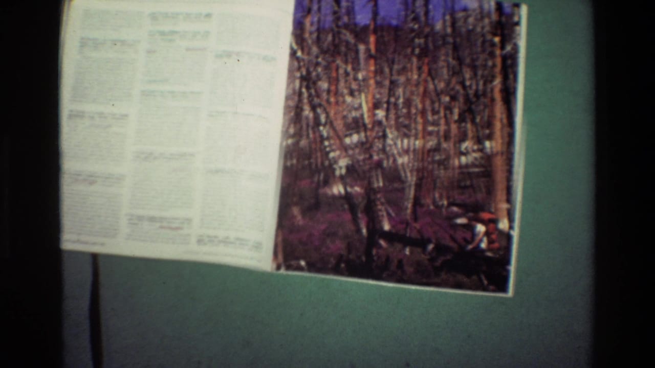 Open magazine spread on a green surface with a forest photograph on the right page.