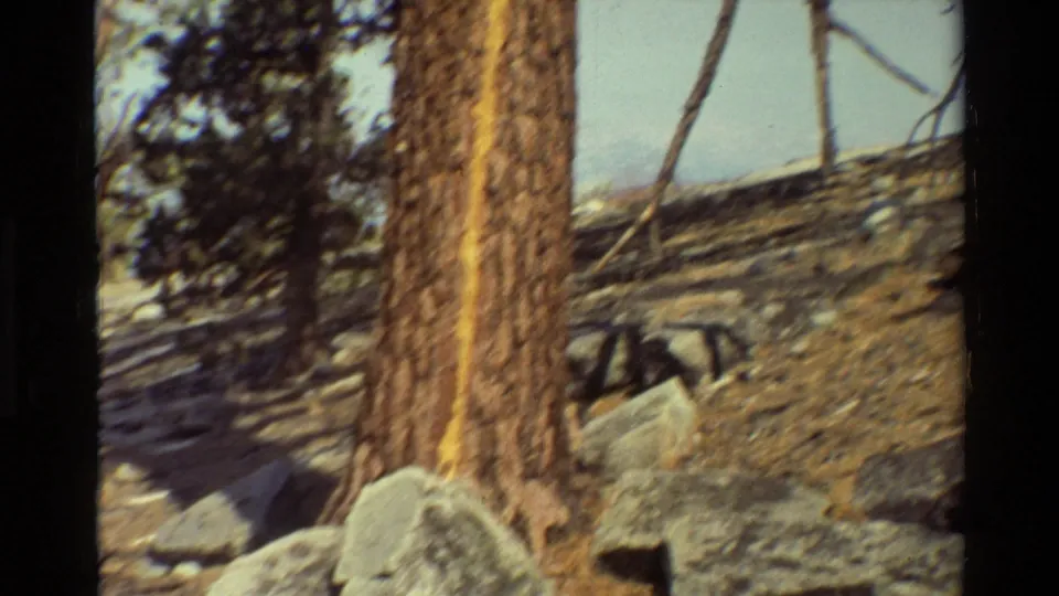 Pine tree marked with a yellow stripe in a rocky forest area, with charred-looking ground and other trunks nearby.