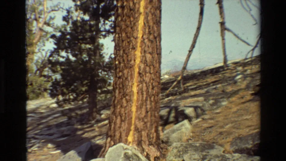 Handheld 8mm view of a yellow-marked pine trunk on sloped rocky ground, with surrounding trees and pale sky.