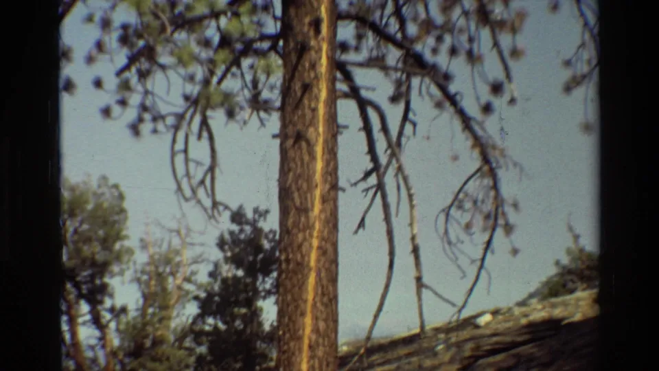 Marked pine trunk rises through the frame with overhead branches, nearby trees, and a sloping forest floor in the background.