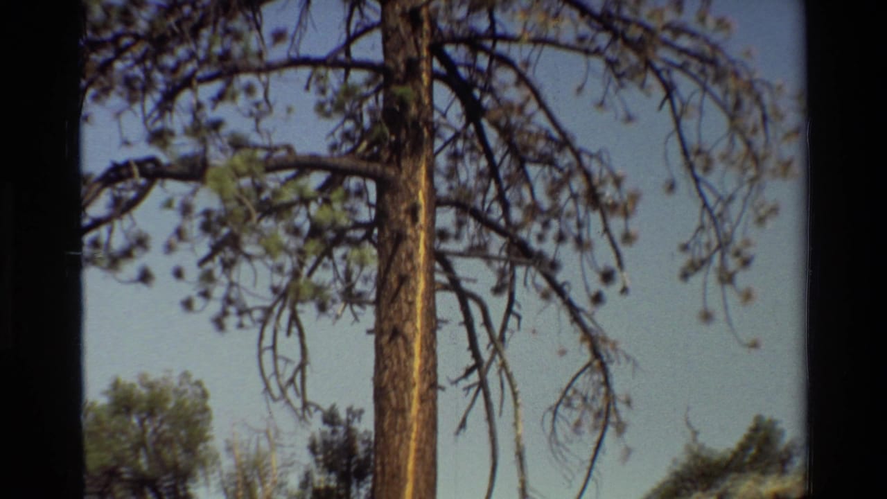 1981 8mm frame of a tall pine tree viewed from below, with sparse branches silhouetted against blue sky.