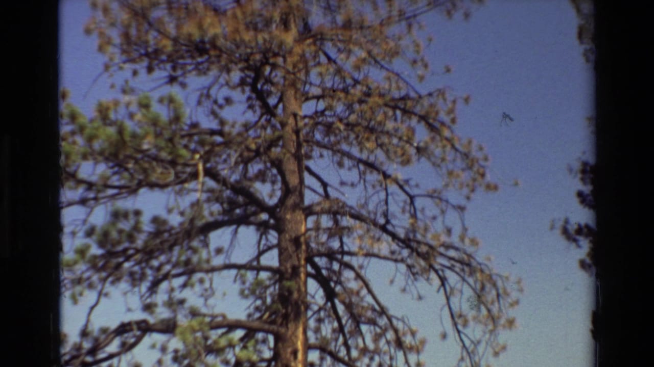 Upper pine branches spread across a clear blue sky.