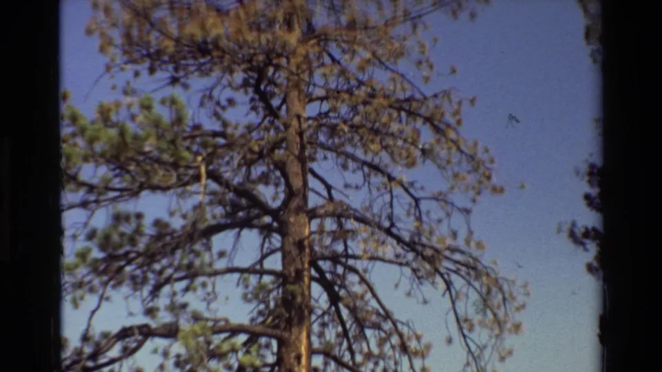 Archival 8mm view of upper pine branches and dry-looking needles against a clear sky.