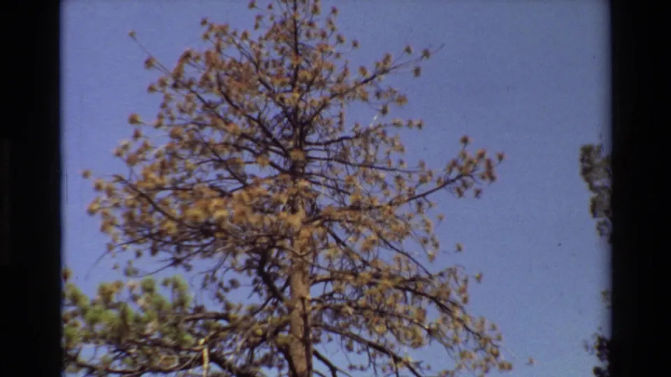 1981 home-movie frame showing the pine crown from a low angle, with branches spread across the sky.