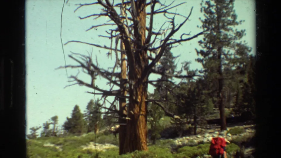 1981 8mm forest frame with a tall weathered tree, surrounding conifers, rocky ground, and a red-clad person near the edge.