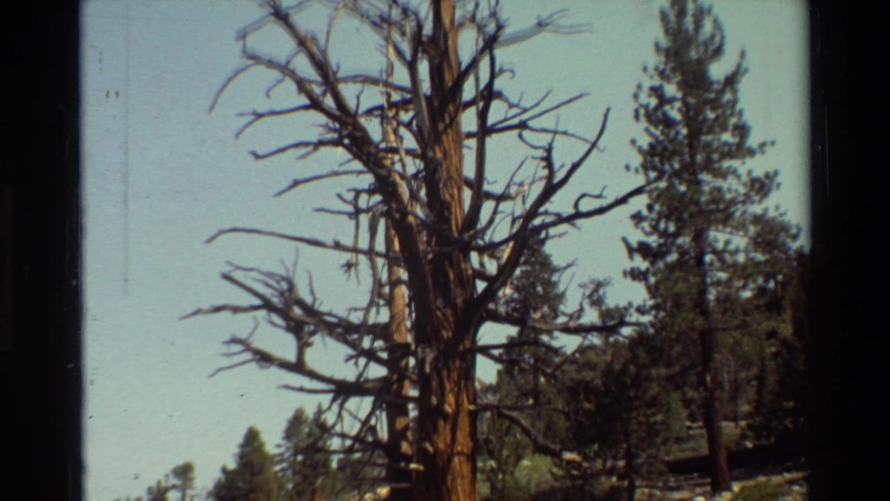 1981 8mm frame of a tall bare tree with twisted branches above a forested area, with pines and pale sky visible.