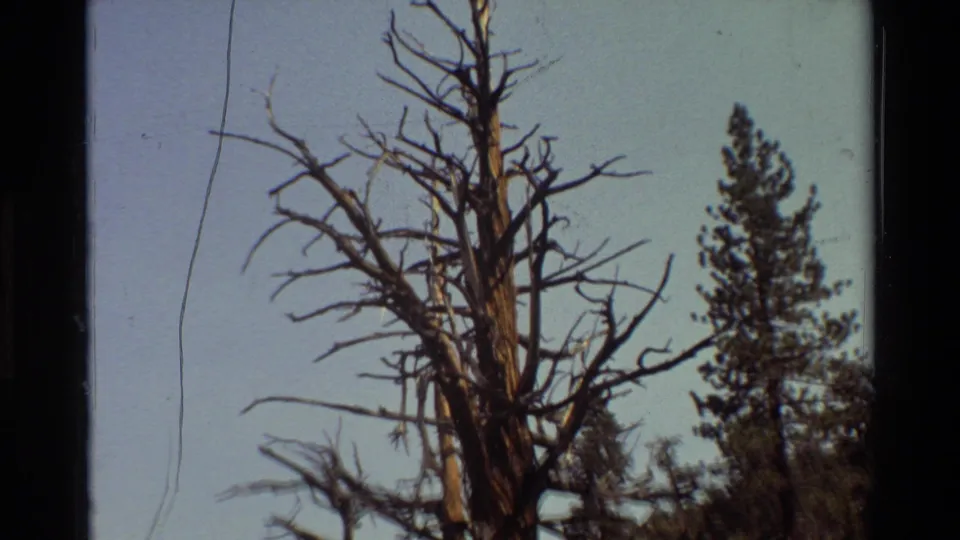 The handheld 8mm view pans across the tall dead tree, isolating its branches against sky and surrounding evergreens.
