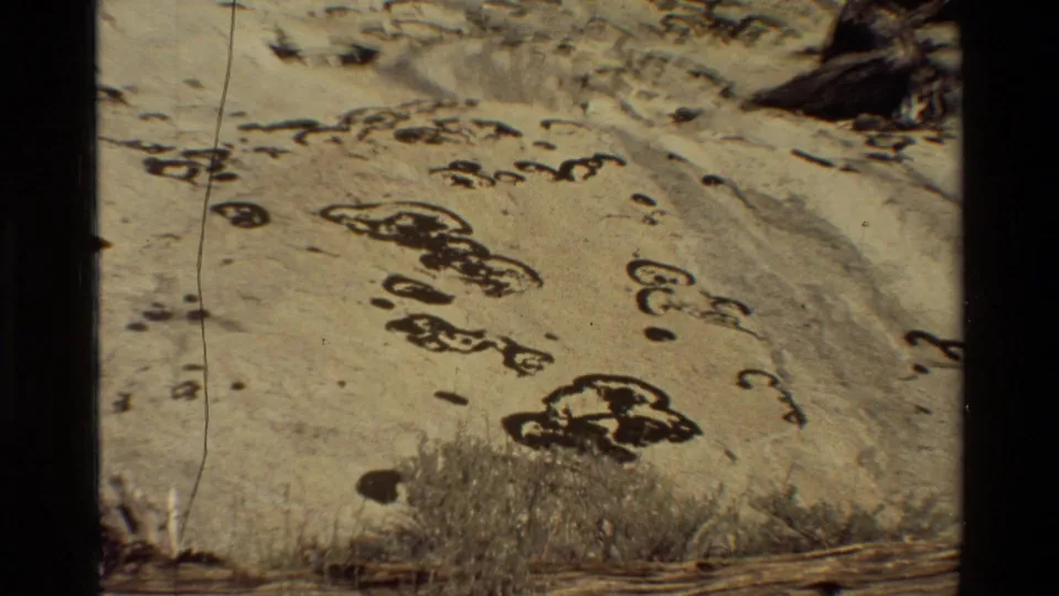 Close handheld 8mm view of dark markings across a pale rock surface, with low shrubs and a fallen log at the bottom edge.