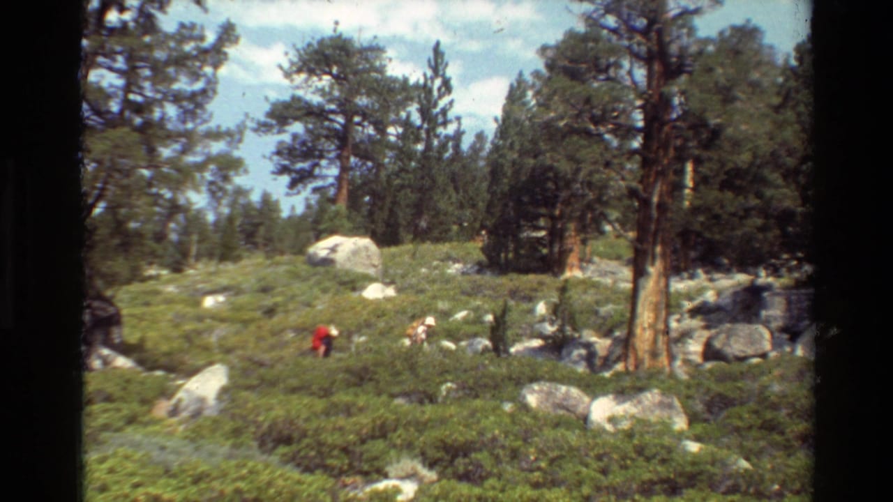 1981 8mm home-movie frame of distant hikers on a brushy mountain hillside with pine trees and boulders, location described in source metadata as British Columbia, USA.