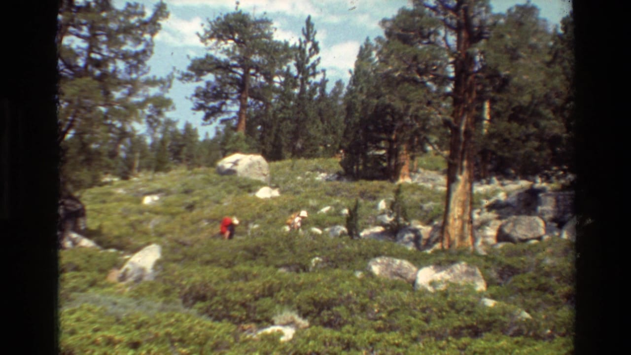 Distant hikers appear on a rocky, pine-covered slope in 1981 8mm home-movie footage, with brush, boulders, and partly cloudy mountain light.