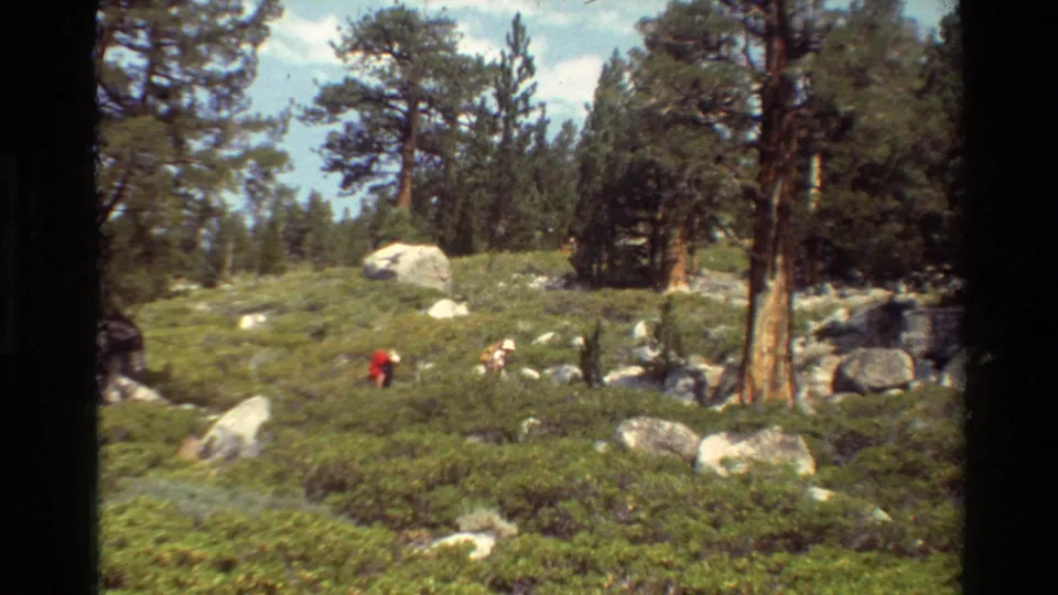 A handheld 8mm frame shows distant hikers moving through green brush and pale boulders beneath tall pines in the reported 1981 mountain setting.