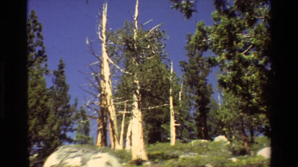 Cataloged 1981 8mm forest frame with pale damaged trunks, surrounding evergreens, rocks, and low green ground cover.