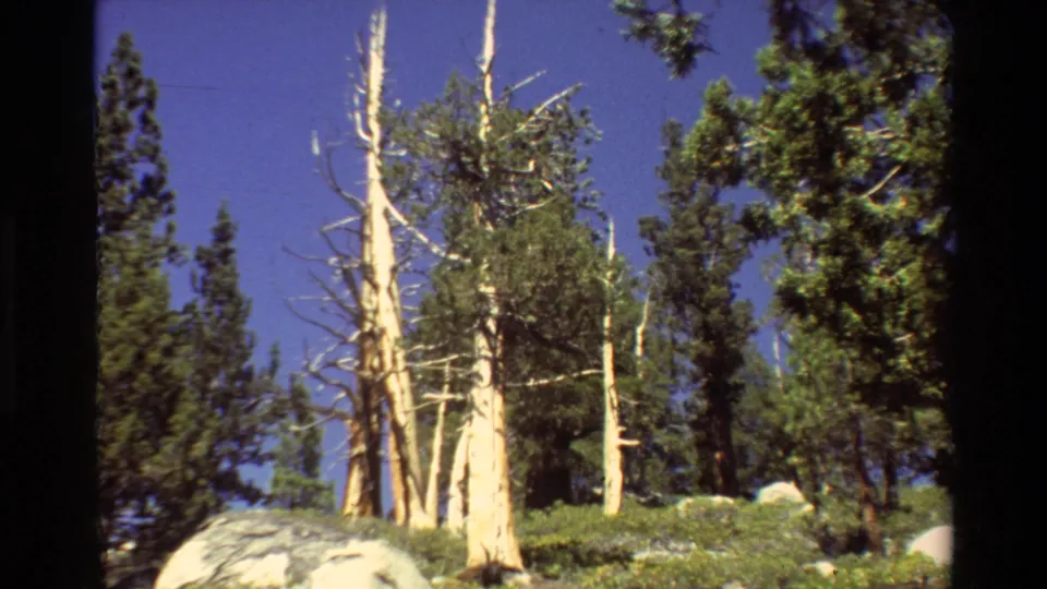 Cataloged 1981 8mm close forest view showing damaged pale trunks, dense conifers, rocks, and blue sky.