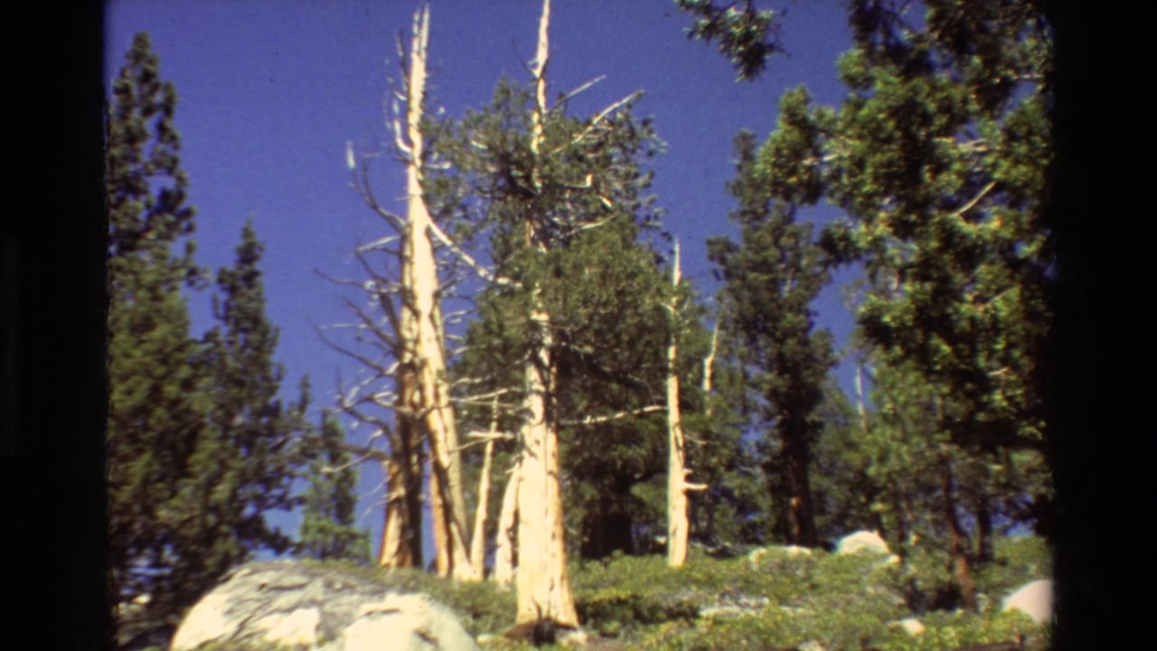 1981 8mm frame of a sunlit forest, with evergreen trees, bleached dead trunks, rocks, and low green vegetation.