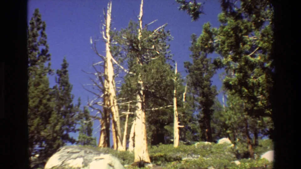 1981 8mm frame of a sunlit forest, with evergreen trees, bleached dead trunks, rocks, and low green vegetation.