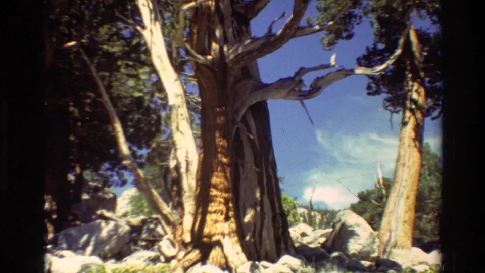 1981 8mm forest view showing a large weathered trunk, twisting branches, evergreen foliage, rocks, and bright sky.