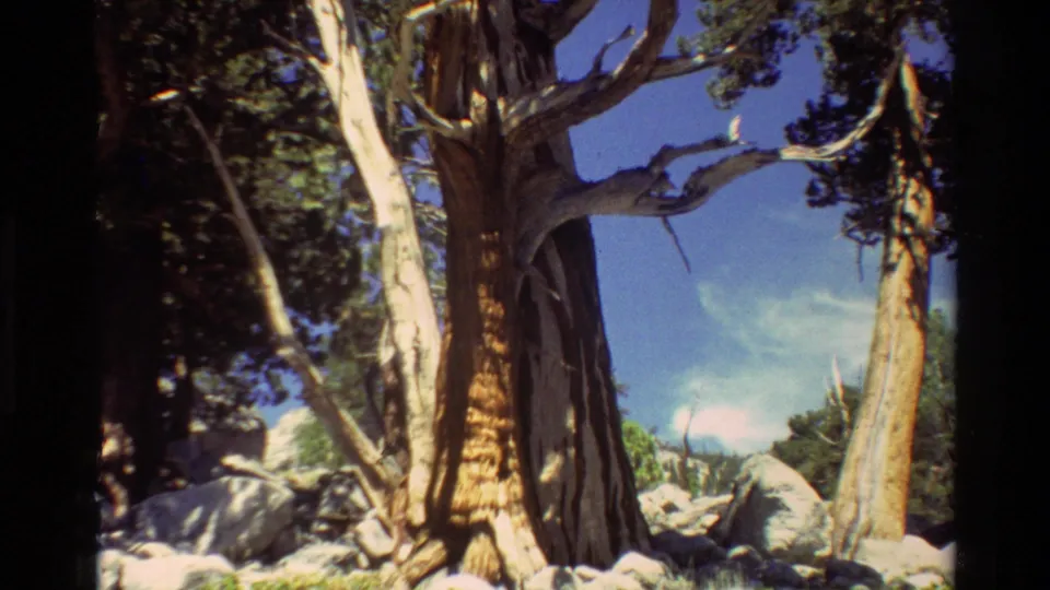 1981 8mm frame of a rocky forest clearing with a tall dead trunk, weathered limbs, evergreen trees, and blue sky.