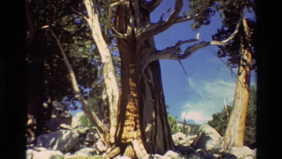 1981 8mm forest frame with a weathered trunk, pale branches, rocks, evergreen growth, and bright blue sky.