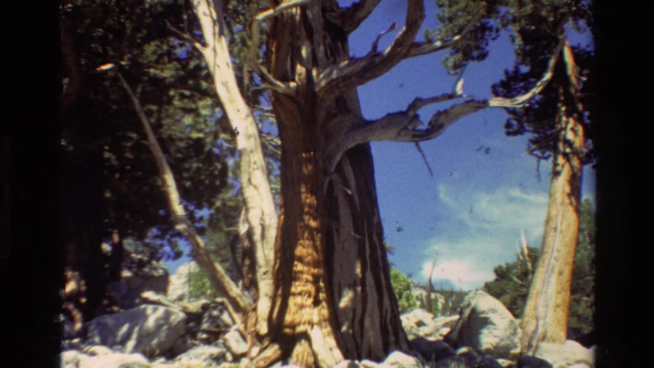 Archival 8mm frame of a gnarled conifer trunk and branches in a rocky outdoor setting, with blue sky behind it.