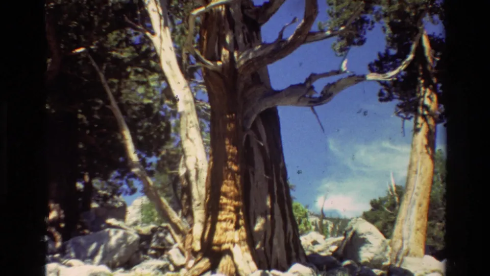 Archival 8mm frame of a gnarled conifer trunk and branches in a rocky outdoor setting, with blue sky behind it.