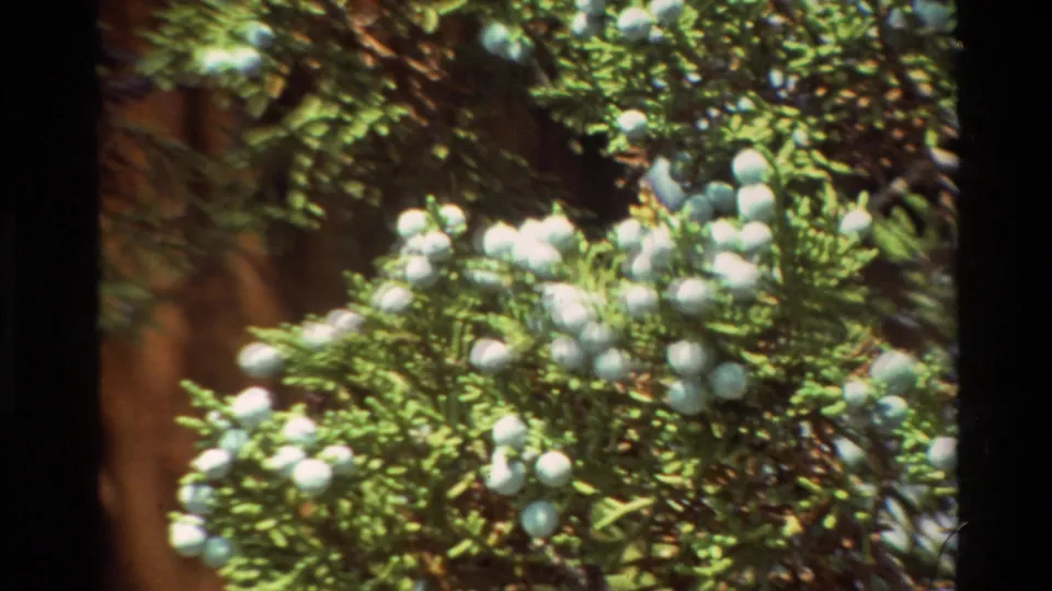 Close 8mm view of clustered pale cones or berries set among dense green evergreen foliage in sunlight.