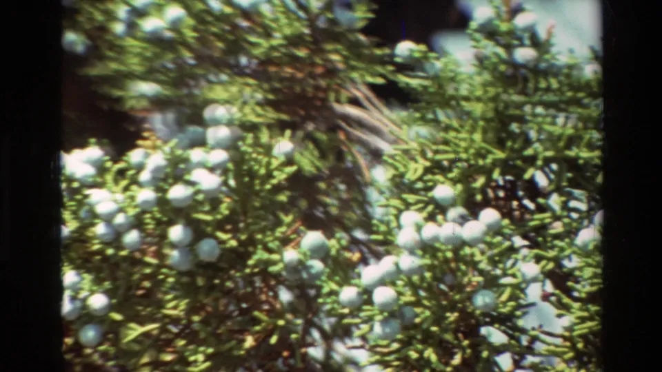 Soft handheld 8mm close-up of evergreen branches crowded with pale cones, filling most of the frame.