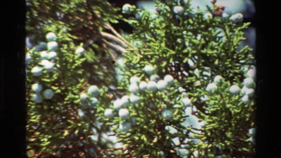 Archival 8mm close-up of dense conifer foliage with several clusters of pale round cones and brown branch stems.