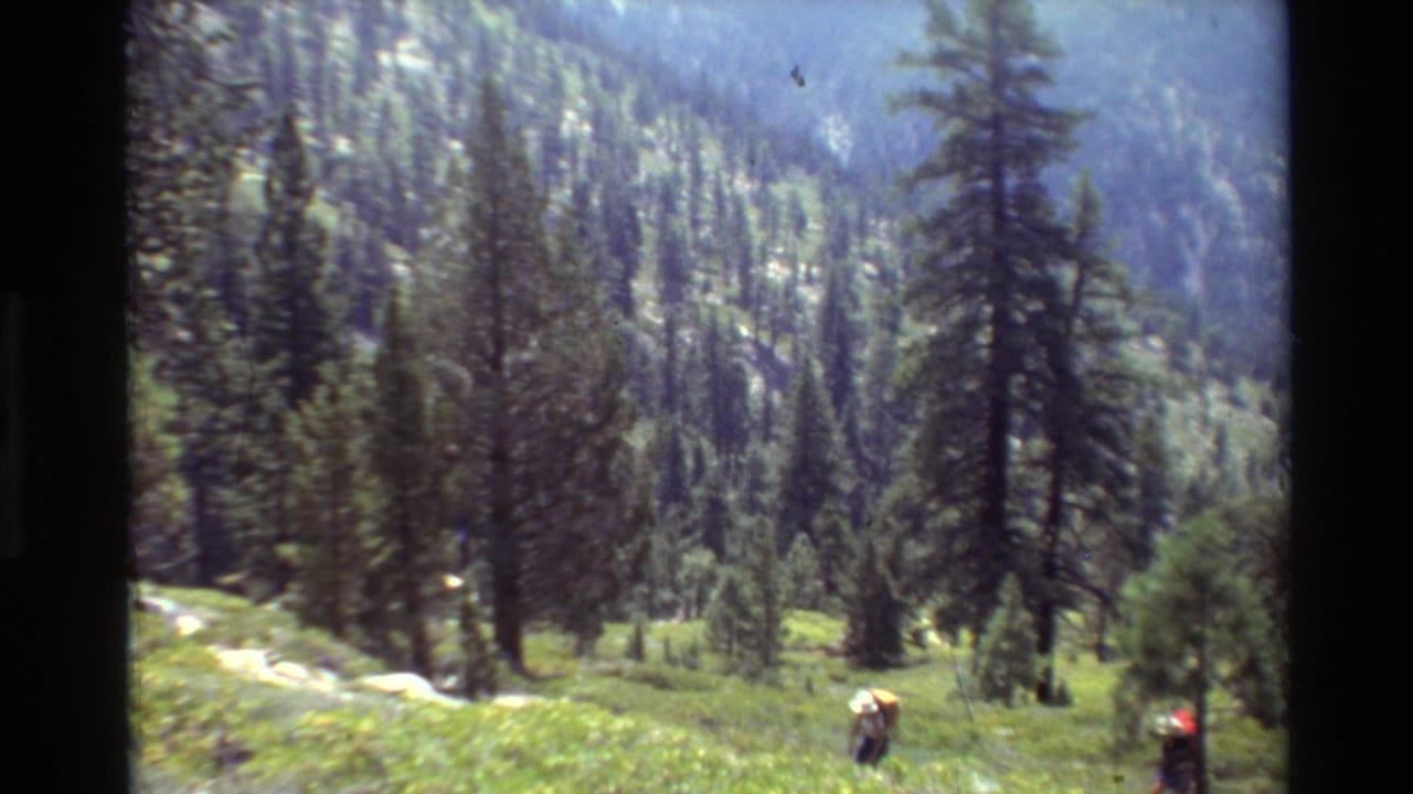 Two hikers with backpacks stand near evergreens on a mountain meadow.