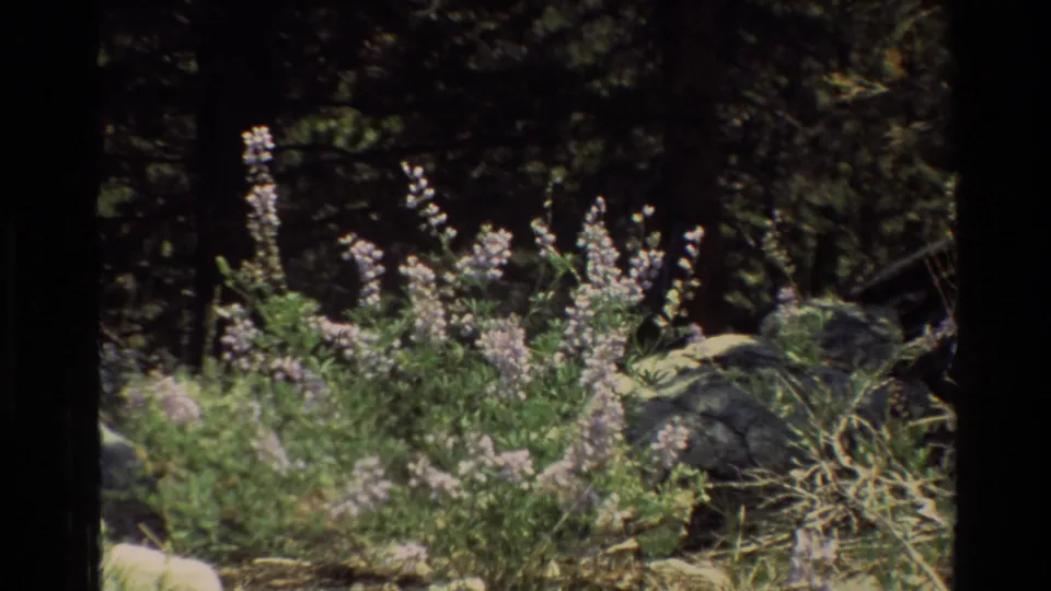 Close 8mm view of wildflowers among rocks and grasses, with dark conifer trunks and forest shade behind them.